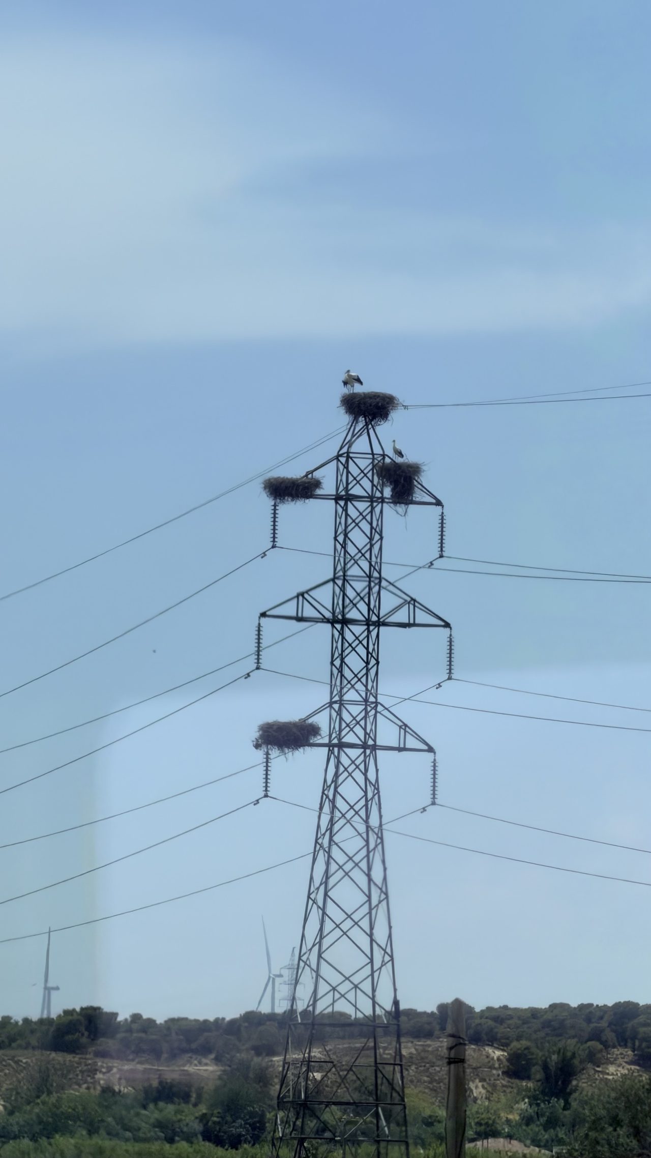 White Stork Nests