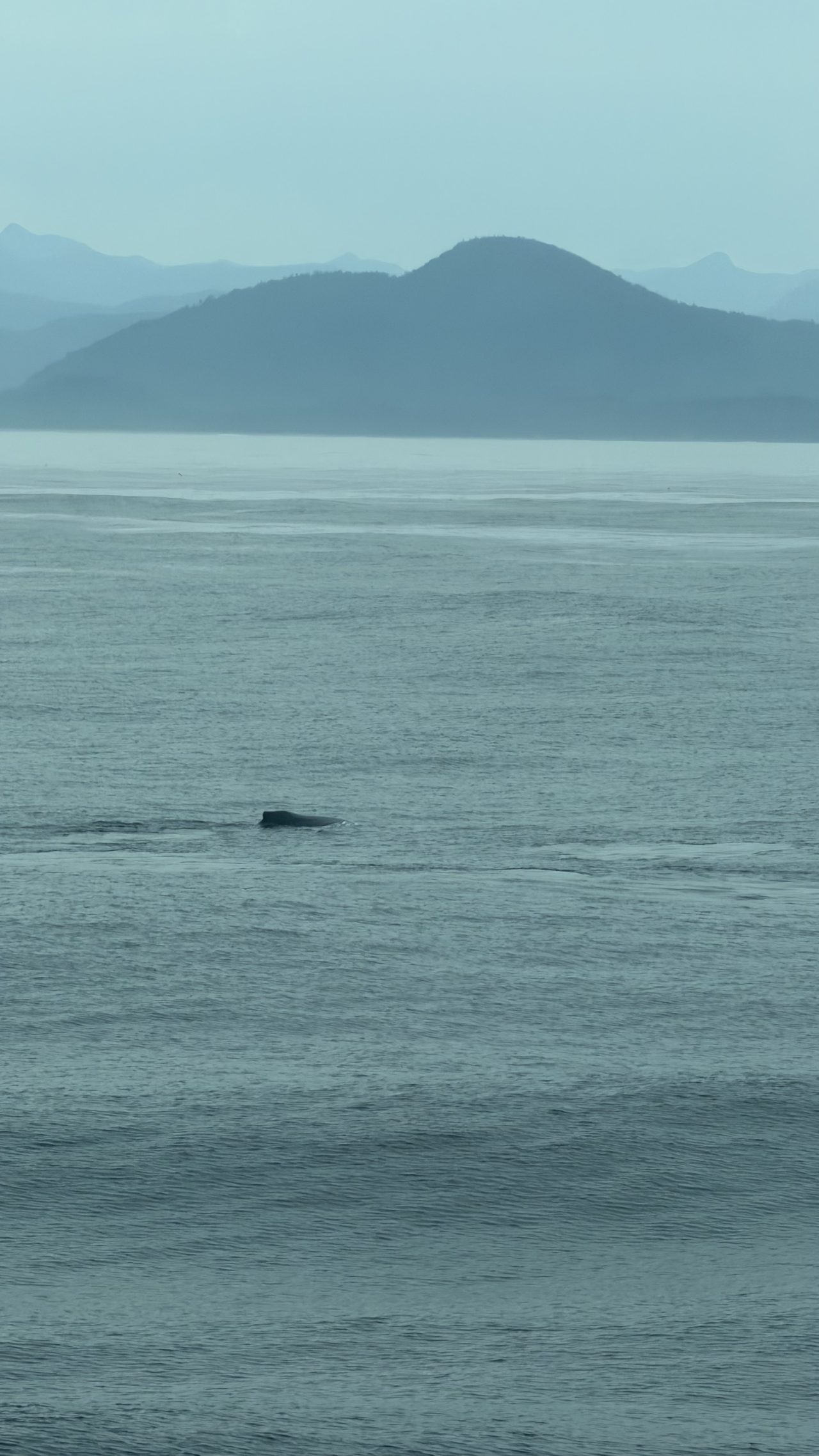 Whales!