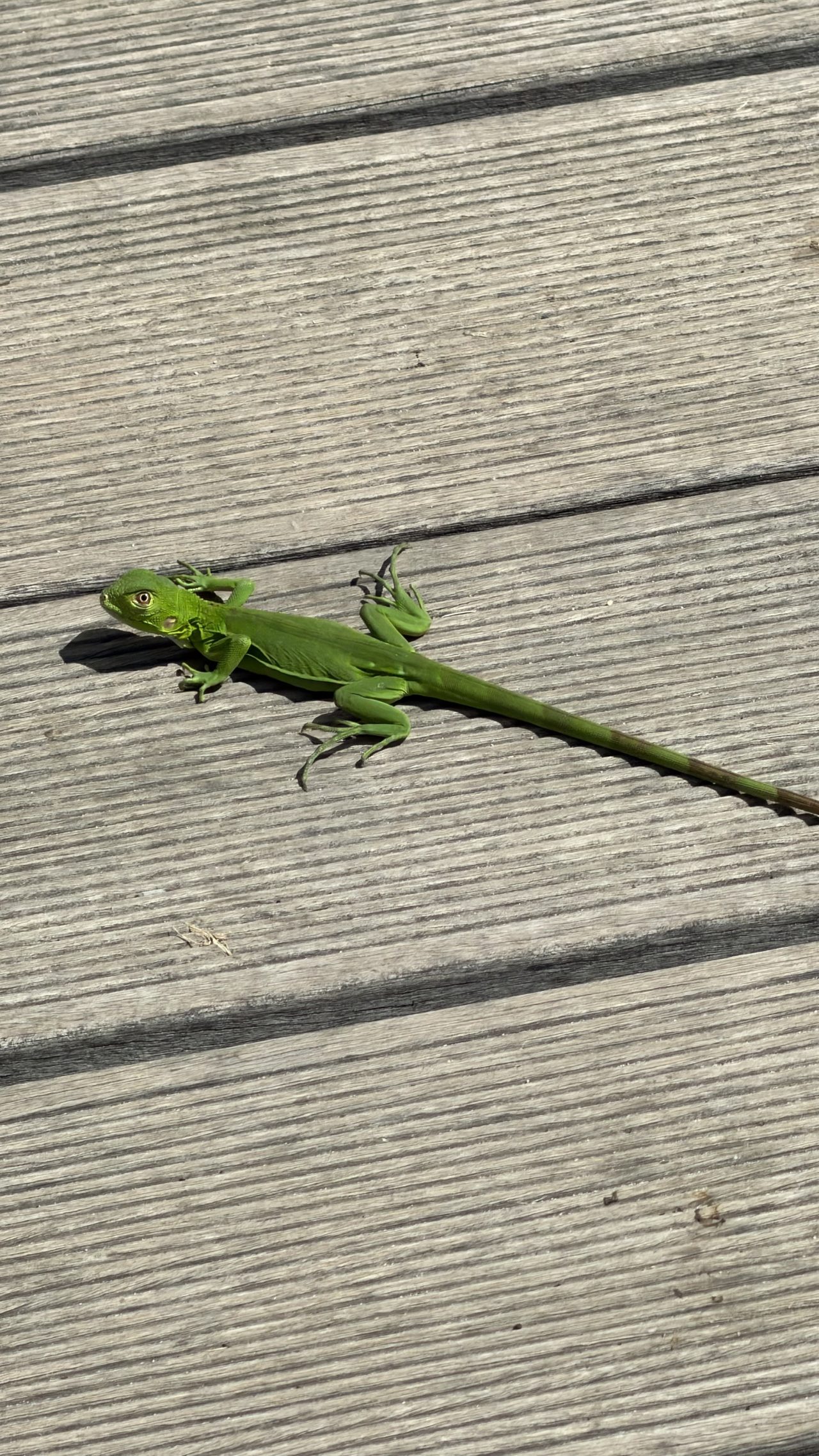 Our New Friends.