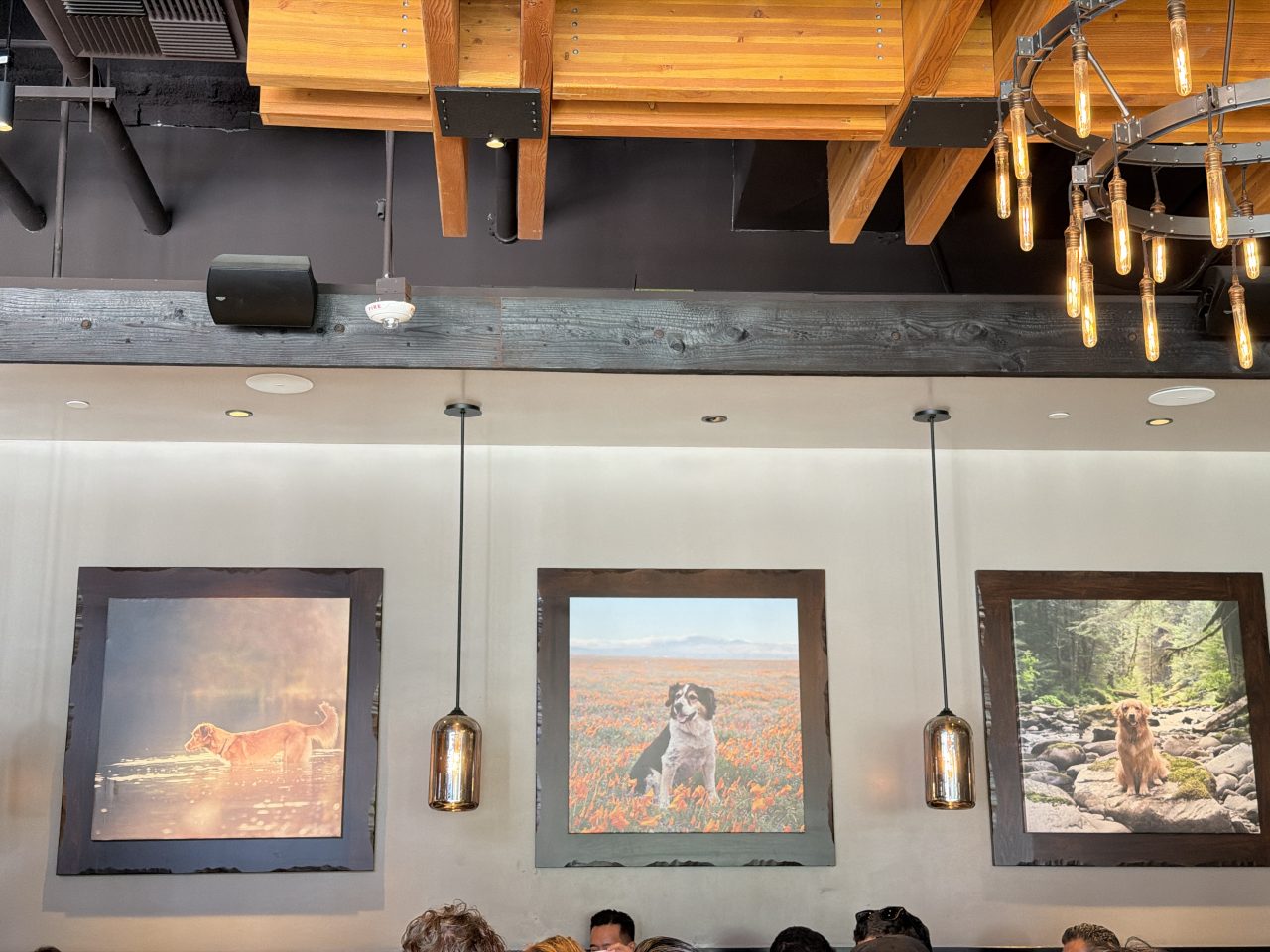 Lazy Dog Restaurant